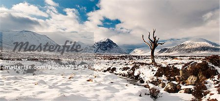 Tree in Rannoch Moor, Glencoe, Scotland, UK