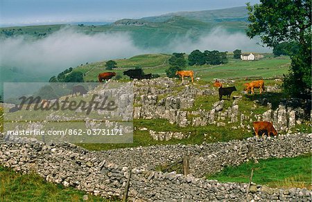 Cattle grazing a limestone escarpment, Winskill Stones, Ribblesdale, Yorkshire Dales National Park, England