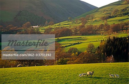 Sheep grazing on the slopes of Blencathra, The Lake District, Cumbria, England
