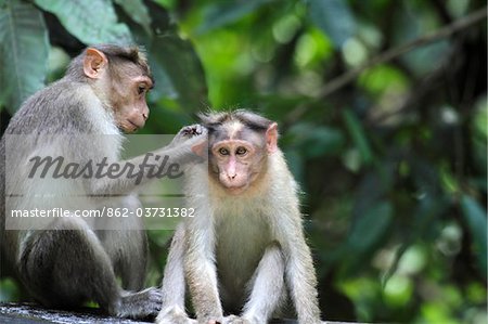 India, Kerala, Periyar National Park. Bonnet macaques grooming.