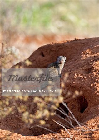 Kenya, A dwarf mongoose sitting on a termite mound in Samburu National Game Reserve of Northern Kenya.