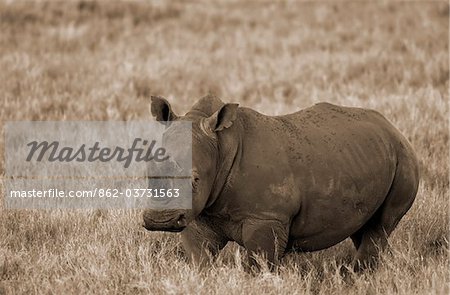 Kenya, Laikipia, Lewa Downs.  A lone White rhinoceros.