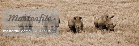 Kenya, Laikipia, Lewa Downs. A group of white rhinoceros feed together. Kenya, Laikipia, Lewa Downs. A group of white rhinoceros feed together.