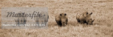 Kenya, Laikipia, Lewa Downs.  A group  of white rhinoceros feed together.