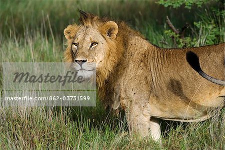 Kenya, Laikipia, Lewa Downs.  A male lion.