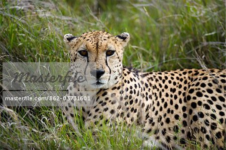 Kenya, Laikipia, Lewa Downs. Cheetah.