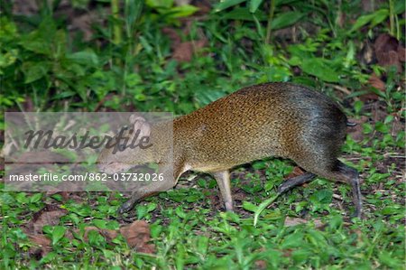 Peru. A brown aguti in the tropical forest of the Amazon Basin.