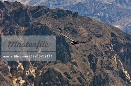 Peru, A magnificent Andean Condor above the Colca Canyon. At 3,191 metres, this canyon is the second deepest in the world.