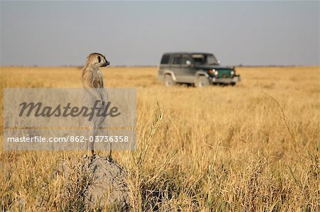 Botswana, Makgadikgadi. A meerkat watches a 4x4 drive through the grasslands of the Makgadikgadi.