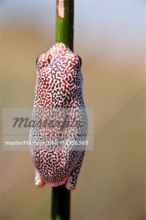 Botswana, Okavango Delta. A painted reed frog clings to a reed.