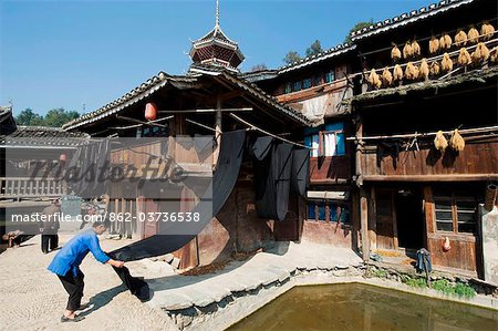 China, Guizhou Province, Zhaoxing Dong village; woman drying Indigo