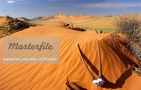 Namibia, Kaokoveld, Kaokoland. Oryx horns lie on a dune near the Hartmann Mountains.