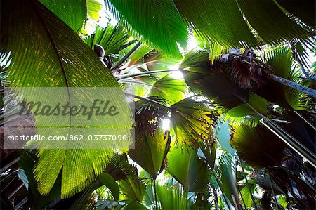 Seychelles, Praslin, Vallee de Mai Nature Reserve. View into the canopy of the coco de mer forest.