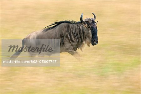 A wildebeest running through golden grass on the Mara plains during the annual Wildebeest migration from the Serengeti National Park in Northern Tanzania to the Masai Mara National Reserve.