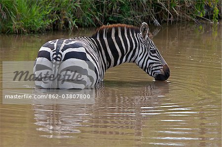A common zebra wades into a muddy stream to drink in Masai-Mara National Reserve.