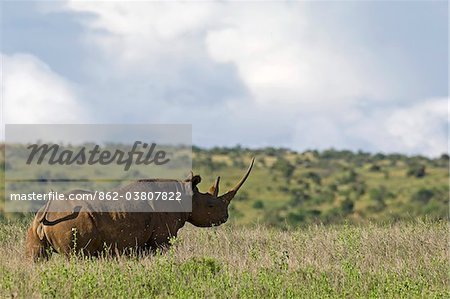 Kenya, Laikipia, Lewa Downs. One of the black rhino for which Lewa Downs is famous. Kenya, Laikipia, Lewa Downs. One of the black rhino for which Lewa Downs is famous.