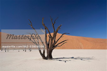Namibia, Deadvlei. A long-dead tree stands, almost petrified, in the searing heat of Deadvlei. Namibia, Deadvlei. A long-dead tree stands, almost petrified, in the searing heat of Deadvlei.