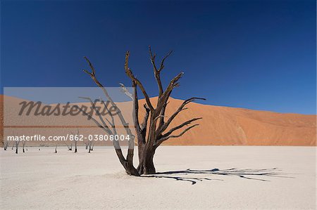 Namibia, Deadvlei. A long-dead tree stands, almost petrified, in the searing heat of Deadvlei.