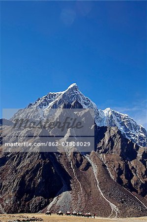 Nepal, Everest Region, Khumbu Valley.  A yak baggage train on the Everest Base Camp Trail near the Periche Valley