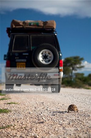 South Africa. A 4x4 speeds by as a slow-moving young Leopard Tortoise crosses the road.