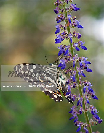 A butterfly in the Amani Nature Reserve, a protected area of 8,380ha situated in the Eastern Arc of the Usambara Mountains.