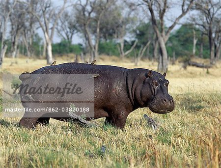 A lone hippo with attendant red billed oxpeckers, or tick birds, grazes near the edge of the Okavango Swamp in the Moremi Wildlife Reserve. This hippo has gashes on its side which are probably the result of a territorial fight with another hippo. A lone hippo with attendant red billed oxpeckers, or tick birds, grazes near the edge of the Okavango Swamp in the Moremi Wildlife Reserve. This hippo has gashes on its side which are probably the result of a territorial fight with another hippo.