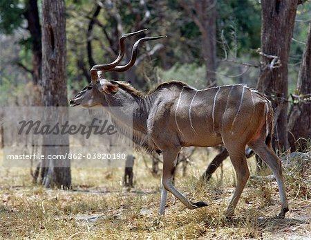 A magnificent Greater Kudu characterised by the side stripes on its grey-brown coat and double spiralled corkscrew horns, blends into its surroundings in a woodland area of the Moremi Wildlife Reserve. A magnificent Greater Kudu characterised by the side stripes on its grey-brown coat and double spiralled corkscrew horns, blends into its surroundings in a woodland area of the Moremi Wildlife Reserve.