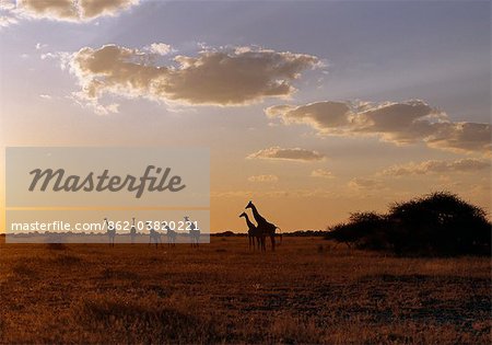 Silhouettes of Savannah Giraffes at sunrise in the Nxai Pan National Park.Situated to the north of the Mkgadikgadi Pans, this 2,658 square kilometre park is flat and featureless but, after rain, its open grasslands sustain a large transient wildlife population.