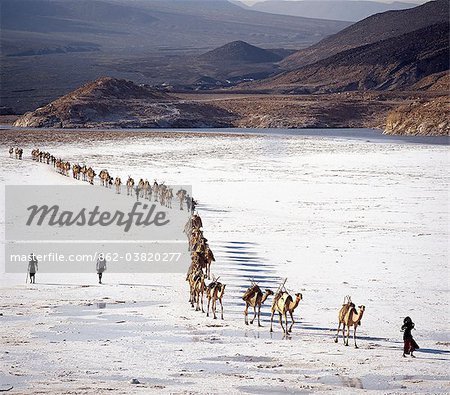 An Afar camel caravan crosses the salt flats of Lake Assal, Djibouti, as shadows lengthen in the late afternoon sun. At 509 feet below sea level, Lake Assal is the lowest place in Africa.Extremely high midday temperatures, which can surpass 120 Fahrenheit.The salt is sold across the border in Ethiopia.