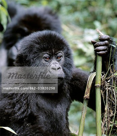 The beautiful montane forest ecosystem of the Virunga Volcanoes is the habitat of one of natures rarest large mammals, the mountain gorilla, which lives in forests between 9,000 and 11,000 feet.