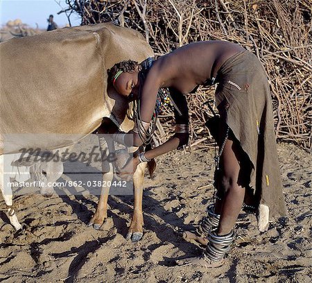 In the early morning, a Dassanech girl milks a cow outside a settlement of the Dassanech people in the Omo Delta of Southwest Ethiopia.The nearness of the calf increases the flow of milk.The girls decorated leather skirt and adornment are typical of the young women of her tribe.