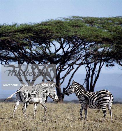 A common or Burchells zebra stands close to a Grevys zebra in Northern Kenya, clearly showing the difference between the two species. The Grevys zebra is the most northerly representative of the zebra family, it is listed by IUCN as an endangered species.