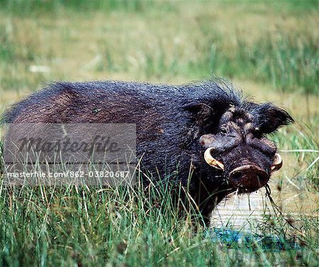 A giant hog, or forest hog, in the Salient of the Aberdare National Park. Only discovered for science a hundred years ago, these heavily built, long haired hogs frequent upland forested areas and are rarely seen.Mature males weigh 100lb more than females.