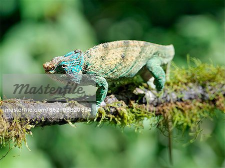 The only chameleon endemic to the rainforest of Montagne D Ambre  is the spectacular Calumma oshaughnessyi ambreensis.Madagascar is synonymous with these magnificent old world reptiles.Two thirds of all known species are native to the island, the fourth largest in the world.