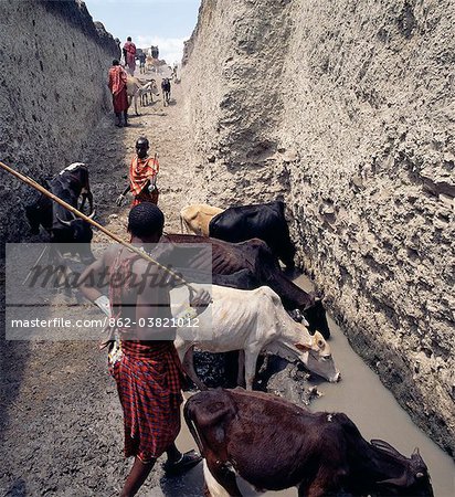 Deep Maasai wells at Loibor Serrit where cattle paths are cut deep into the soil to allow livestock nearer to the source of water. Despite this immense amount of manual labour.Four fit, young men are necessary to bring water to the stock troughs about 30 feet above the water level at the bottom of the hand dug wells.