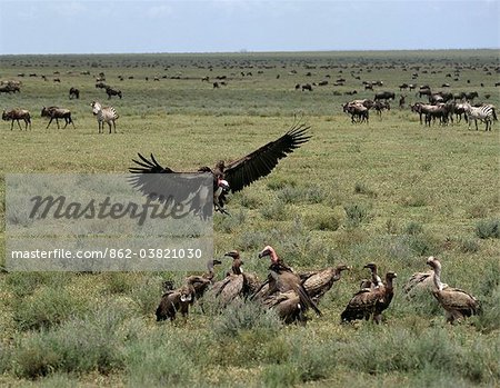 A white headed vulture flies in to join other vultures in demolishing the remains of a kill on plains teeming with wildlife near the boundary of the Ngorongoro Conservation Area near Ndutu and the Serengeti National Park.