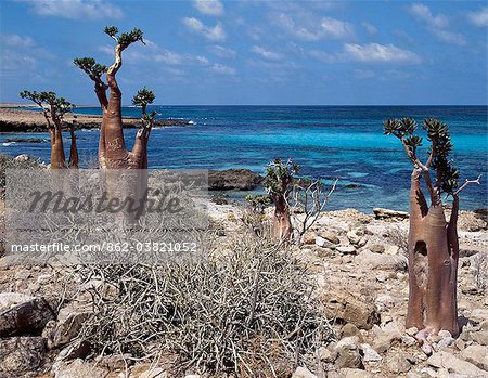 Socotra Island is about 87 miles long and between 25 and 31 miles wide, covering an area of 1,400 square miles.Socotran Desert Roses thriving on limestone rock along the Hala Coast are larger and exhibit more swollen trunks than the species that grow on the African mainland.
