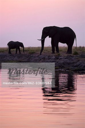 Botswana, Chobe. Two elephants are reflected in the waters of the Chobe river in the evening light.