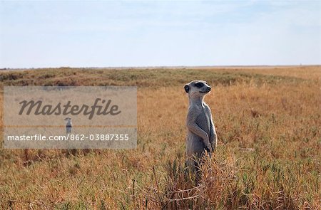 Botswana, Makgadikgadi. Meerkats keep watch for predators in the dry grasses of the Makgadokgadi.