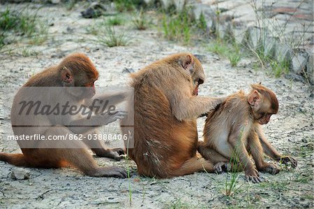 Monkeys in Sundarbans National Park, Tiger Reserve. West Bengal, India