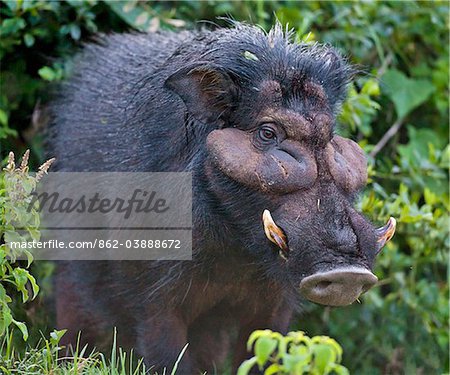A rarely seen Giant Hog in the Salient of the Aberdare National Park. Kenya