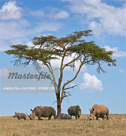 Towards mid-day, white rhinos gather around the shade of an acacia tree to slumber. Towards mid-day, white rhinos gather around the shade of an acacia tree to slumber.