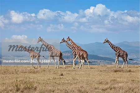 A small herd of Reticulated giraffes crosses an open plain with the Aberdare Mountains in the background.