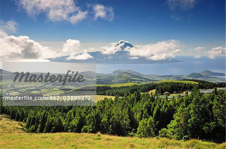 The cryptomeria's forests of Faial with the Volcano of Pico island on the horizon. Faial, Azores islands, Portugal
