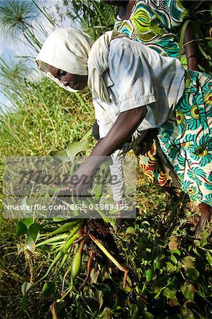 Rwanda. A widow of genocide collects water hyacinth for the Covega Hyacinth weaving cooperative.