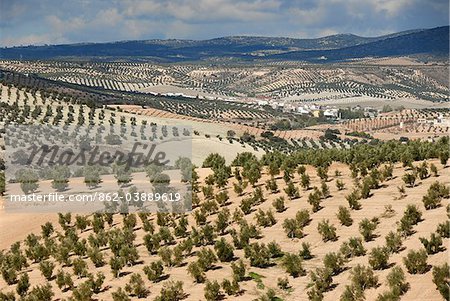 Olive tree fields near Jaen. Andalucia, Spain