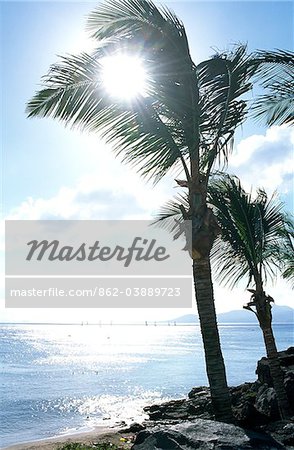 Palm tree, Lanzarote, Canary Islands, Spain