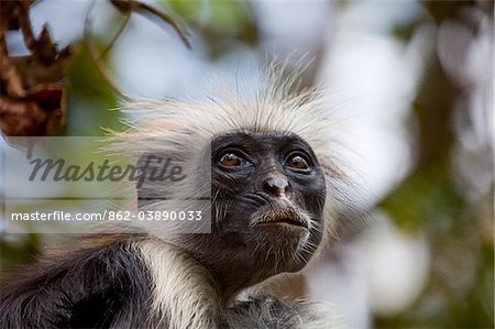Zanzibar, Jozani National Park. Rare red colobus monkeys in the trees of the Jozani National Park.