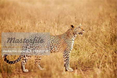 Tanzania, Serengeti. A leopard boldly stands in the long grasses near Seronera.