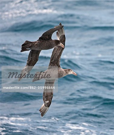 Two Northern Giant Petrels in flight. These birds are widespread in the southern seas.